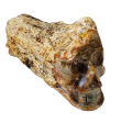 Petrified Wood Skull (Madagascar) Online