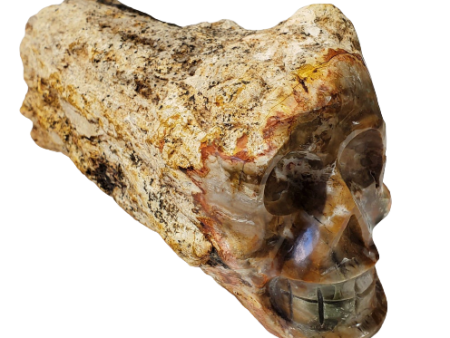 Petrified Wood Skull (Madagascar) Online