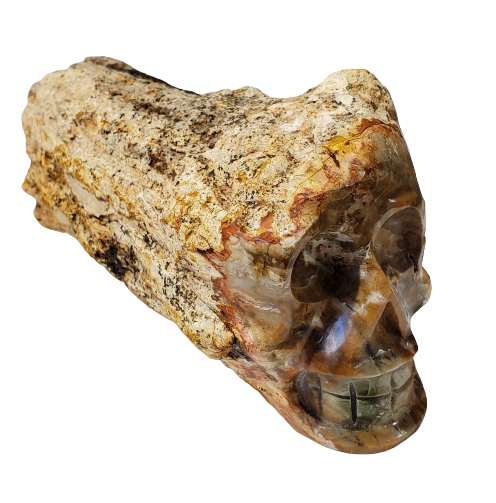 Petrified Wood Skull (Madagascar) Online