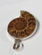 Ammonite Pendant Supply