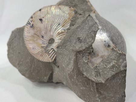 Schafite Ammonite Fossil in Matrix, S. Dakota Hot on Sale