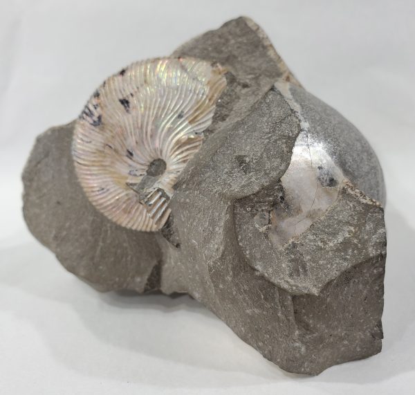 Schafite Ammonite Fossil in Matrix, S. Dakota Hot on Sale