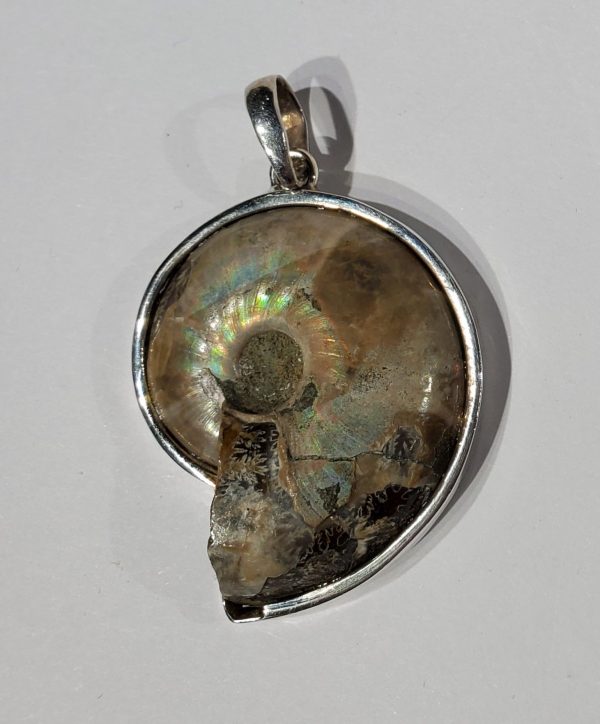 Ammonite Pendant Supply