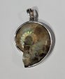 Ammonite Pendant Supply