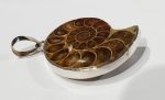 Ammonite Pendant Supply