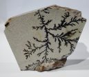 Dendrite (Utah) Online