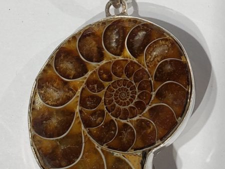 Ammonite Pendant Supply