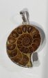 Ammonite Pendant Supply