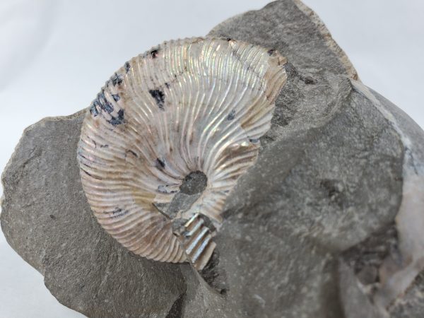 Schafite Ammonite Fossil in Matrix, S. Dakota Hot on Sale