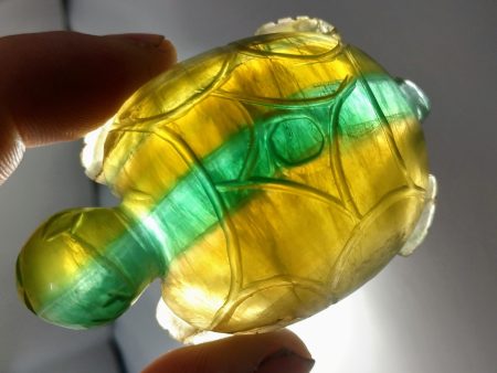 Fluorite Turtle Supply