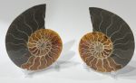 Ammonite Pair, Madagascar Supply