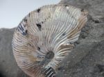 Schafite Ammonite Fossil in Matrix, S. Dakota Hot on Sale