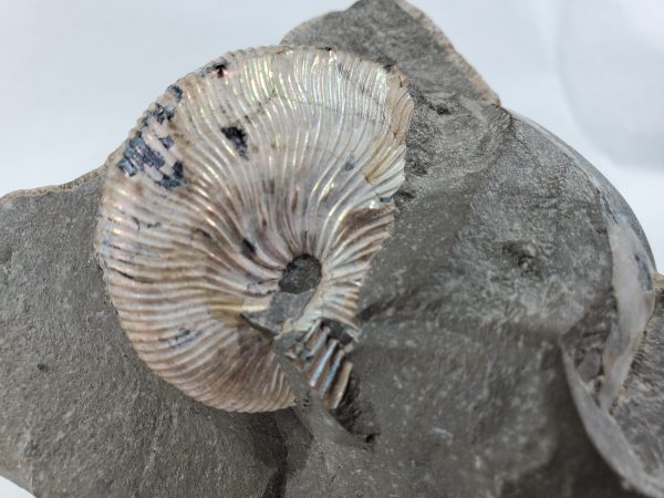 Schafite Ammonite Fossil in Matrix, S. Dakota Hot on Sale