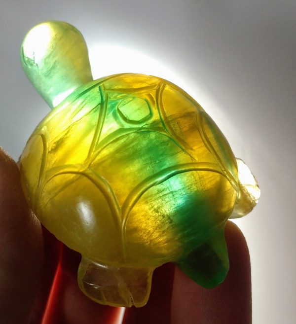 Fluorite Turtle Supply