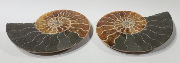 Ammonite Pair, Madagascar Supply