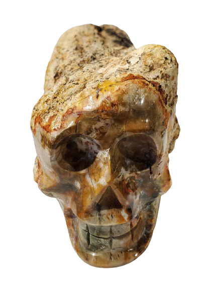 Petrified Wood Skull (Madagascar) Online