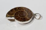 Ammonite Pendant Supply