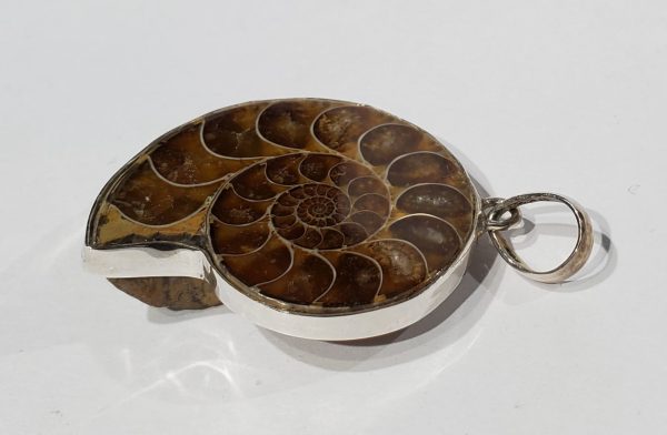 Ammonite Pendant Supply