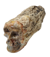 Petrified Wood Skull (Madagascar) Online