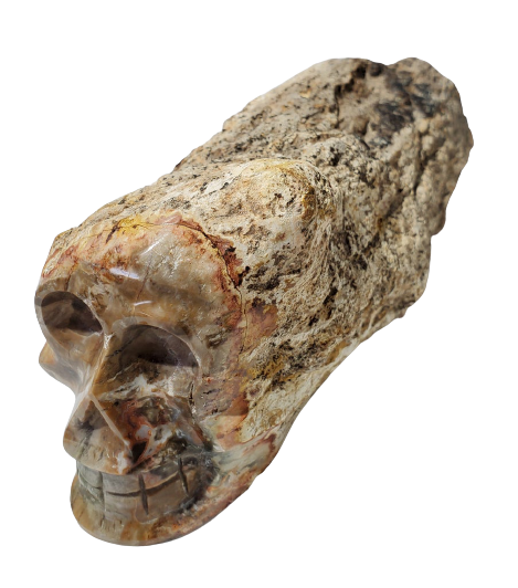 Petrified Wood Skull (Madagascar) Online