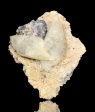 Calcite w  Galena, West Fork Mine, Missouri, USA For Discount