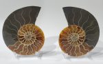 Ammonite Pair, Madagascar Supply