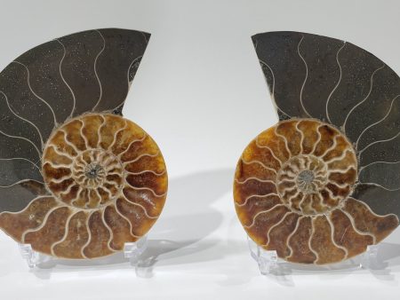 Ammonite Pair, Madagascar Supply