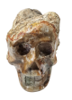 Petrified Wood Skull (Madagascar) Online