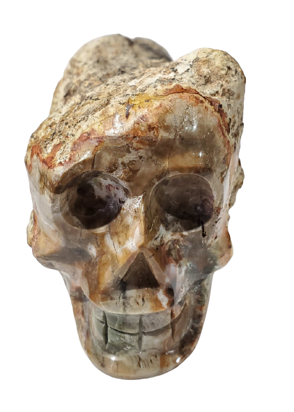 Petrified Wood Skull (Madagascar) Online