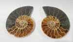 Ammonite Pair, Madagascar Supply