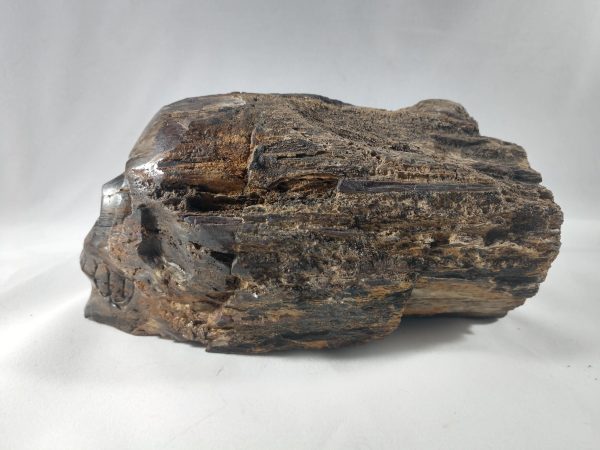 Petrified Wood Skull Supply