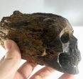 Petrified Wood Skull Supply