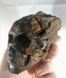 Petrified Wood Skull Supply