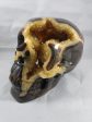 Septerian Skull Sale