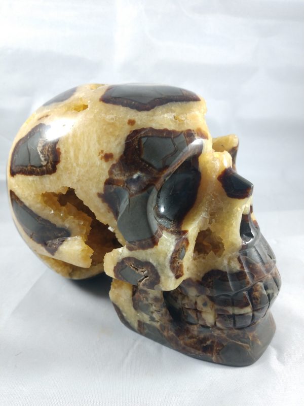 Septerian Skull Sale