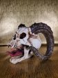 Ram Horned Skull Supply